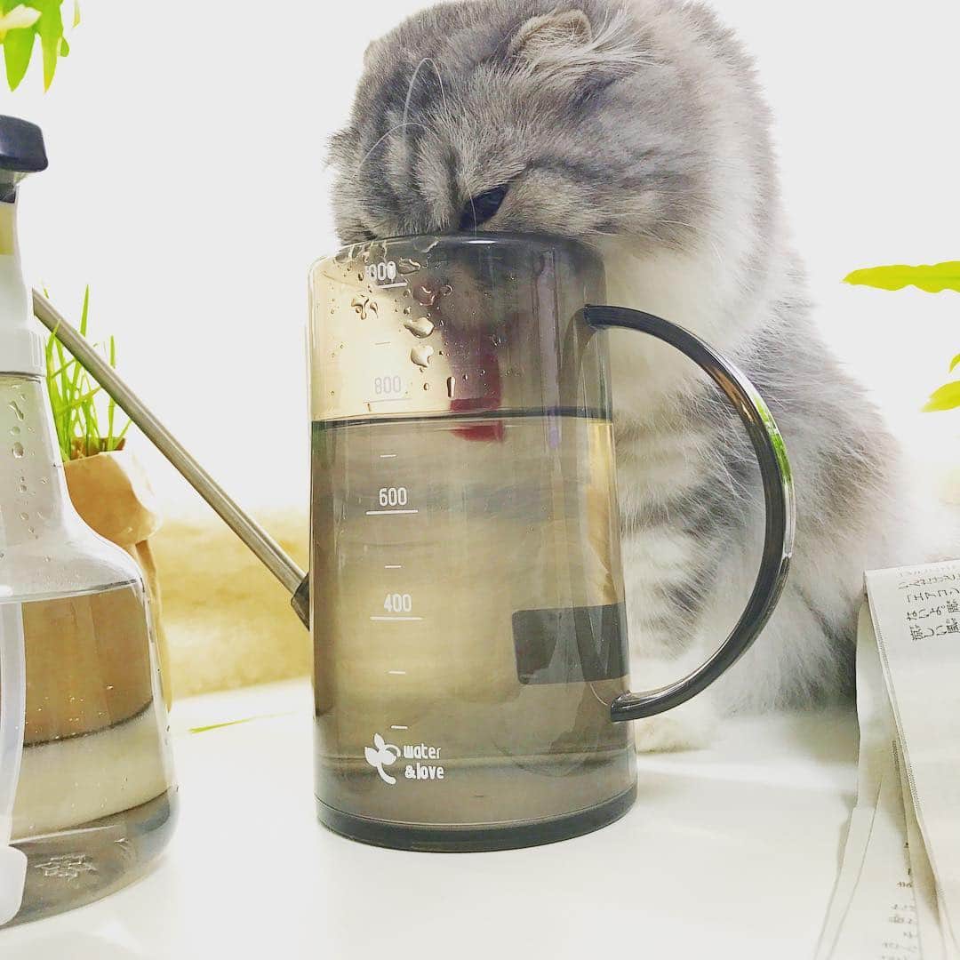 今日マチ子のインスタグラム：「ジョーロの水を飲むネルネさん」