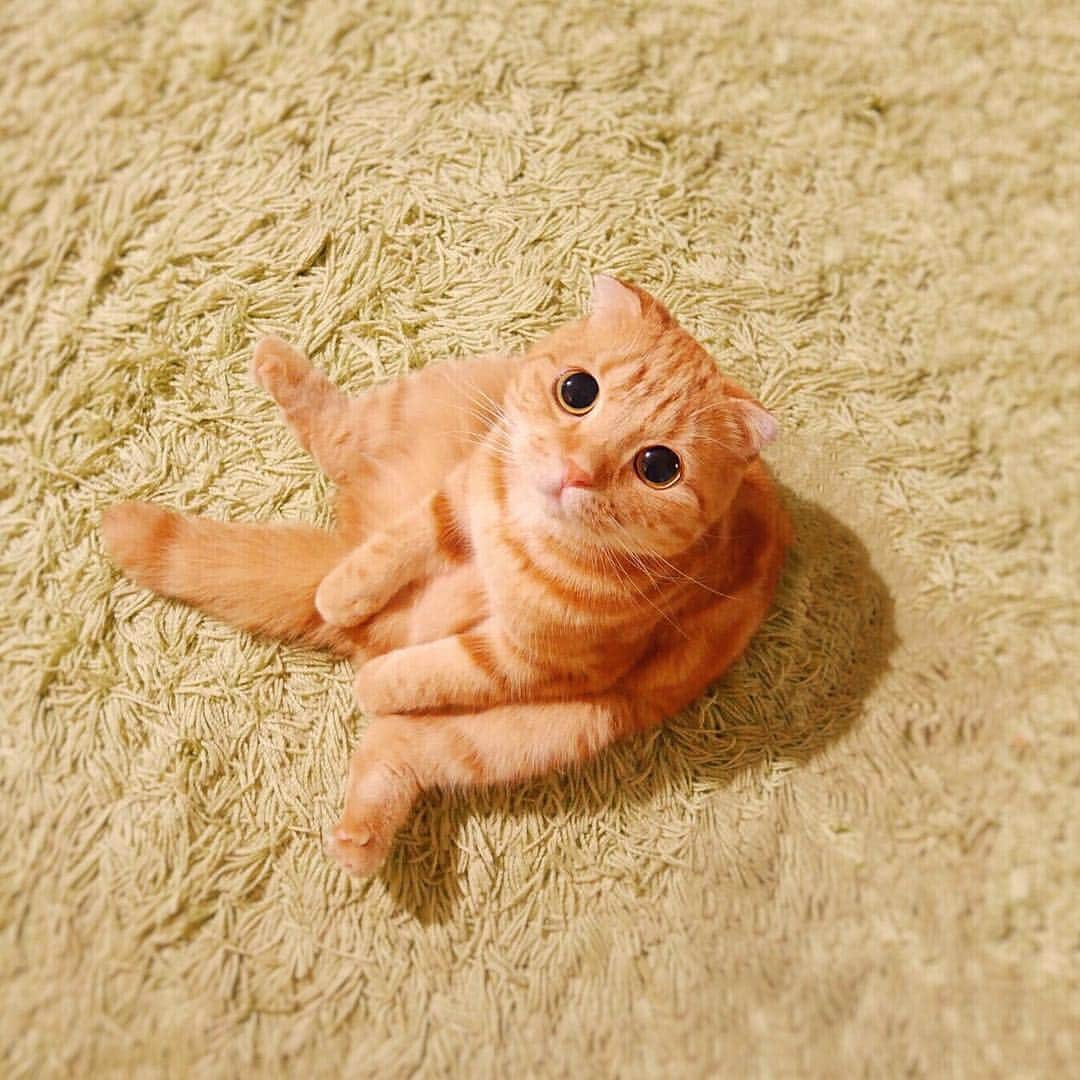 ashmiemuのインスタグラム：「Why don't you sit next to me? . おとなりどうぞ」