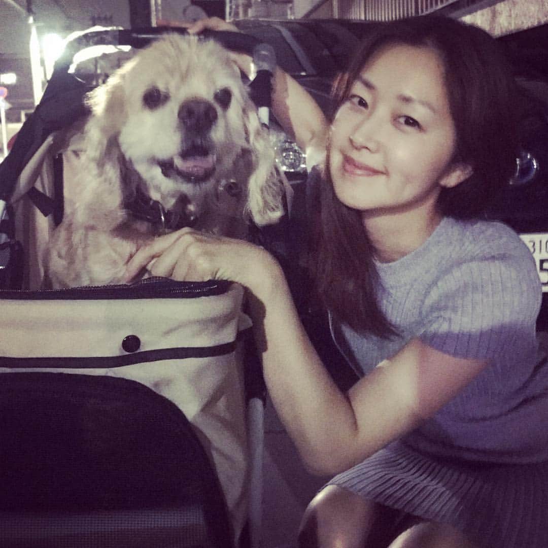 笛木優子のインスタグラム：「ワン🐶#アメリカンコッカースパニエル #アメコ#いぬバカ部」