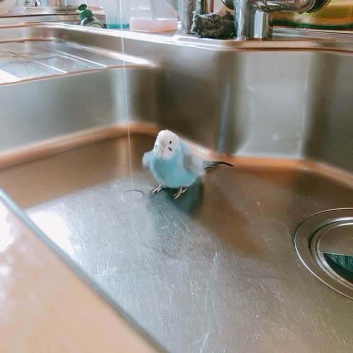 川村海乃のインスタグラム：「いろんなお皿を試したけど、ピカピカに磨いてもらったシンクでしか水浴びをしない我が家のインコ。  #インコ にもちゃーんとこだわりがあるのだ。 #photo #instagood」