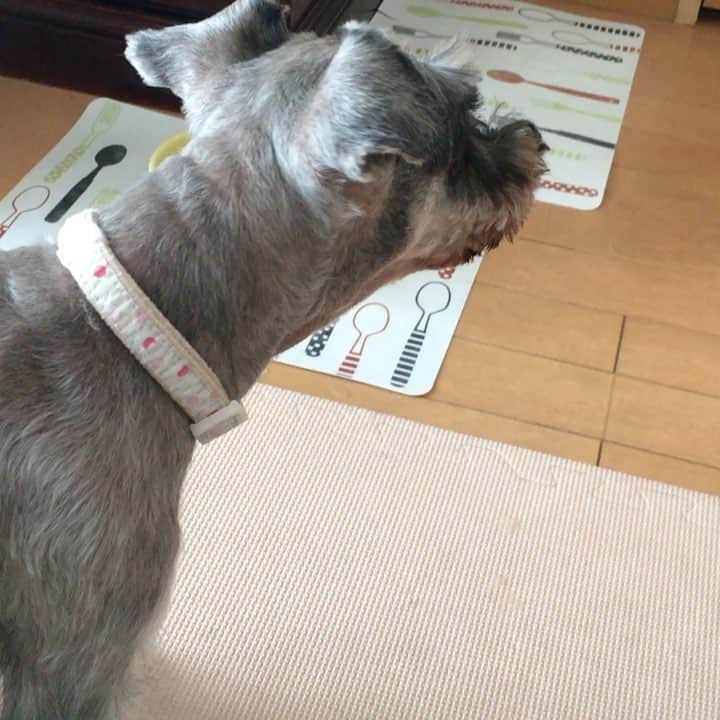 大西沙紀のインスタグラム：「あんず♡」