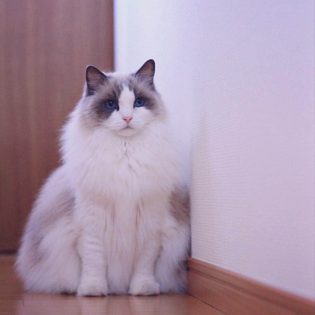 アンナさんのインスタグラム写真 - (アンナInstagram)「#cat #ragdoll #ragdollcat #neko #ネコ #ねこ #猫 #ラグドール」8月7日 19時09分 - annaragdoll