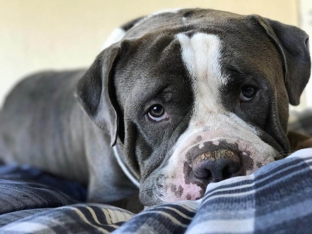 STYLISH ANIMALSのインスタグラム：「Woke up with this fellow on my bed 😒, he knows he's not suppose to but he does it so cute and quiet💤」