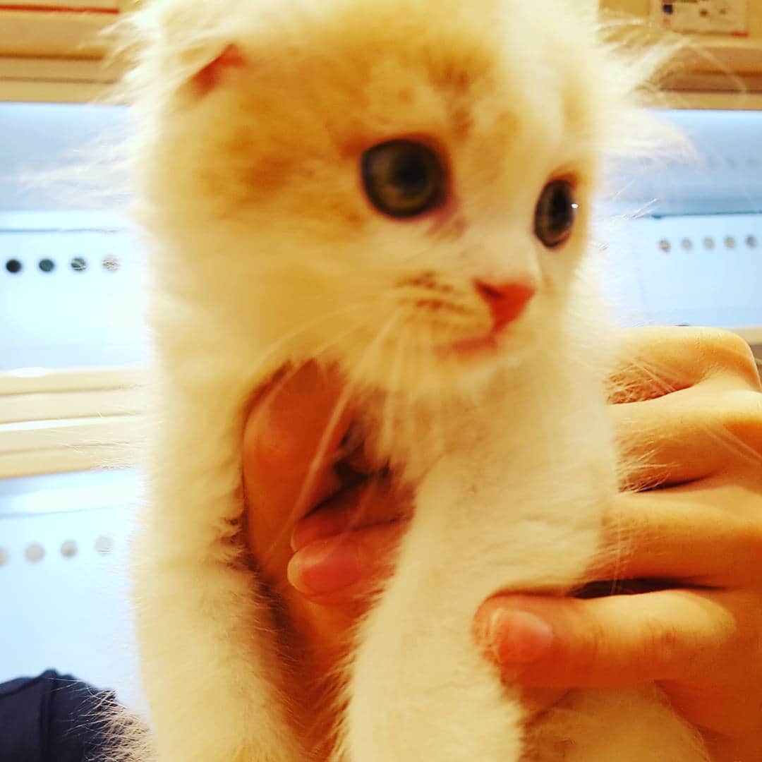 御船健のインスタグラム：「犬派だけども。 かわいいのはかわいい。」
