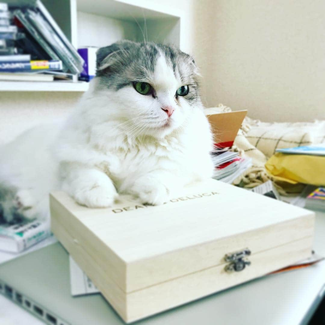 今日マチ子さんのインスタグラム写真 - (今日マチ子Instagram)「#世界猫の日 ですって…⁉︎ もちろん猫嬢ムームも参加するわよ」8月8日 15時16分 - machikomemo