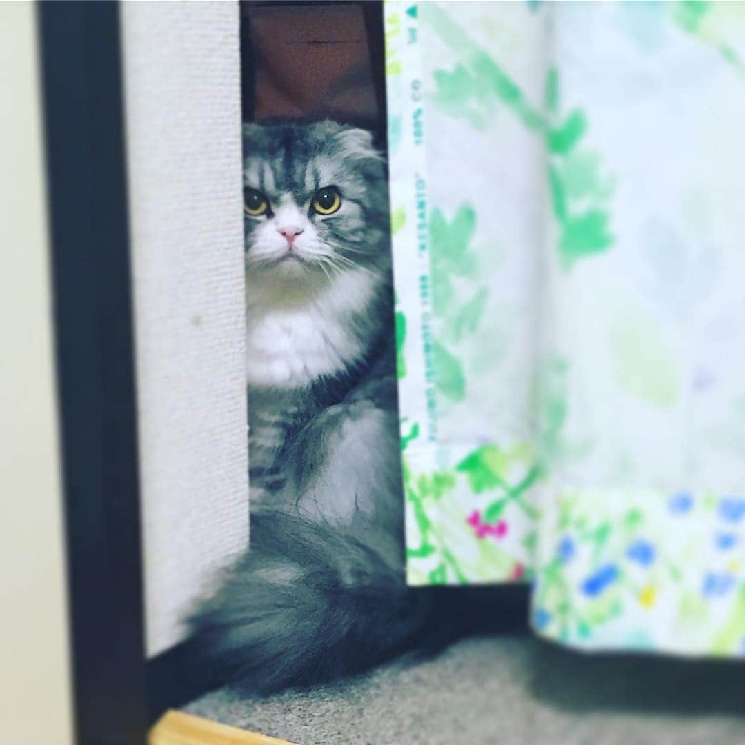 今日マチ子のインスタグラム：「#世界猫の日 秘書のネルネさんは隙間から参加よ」