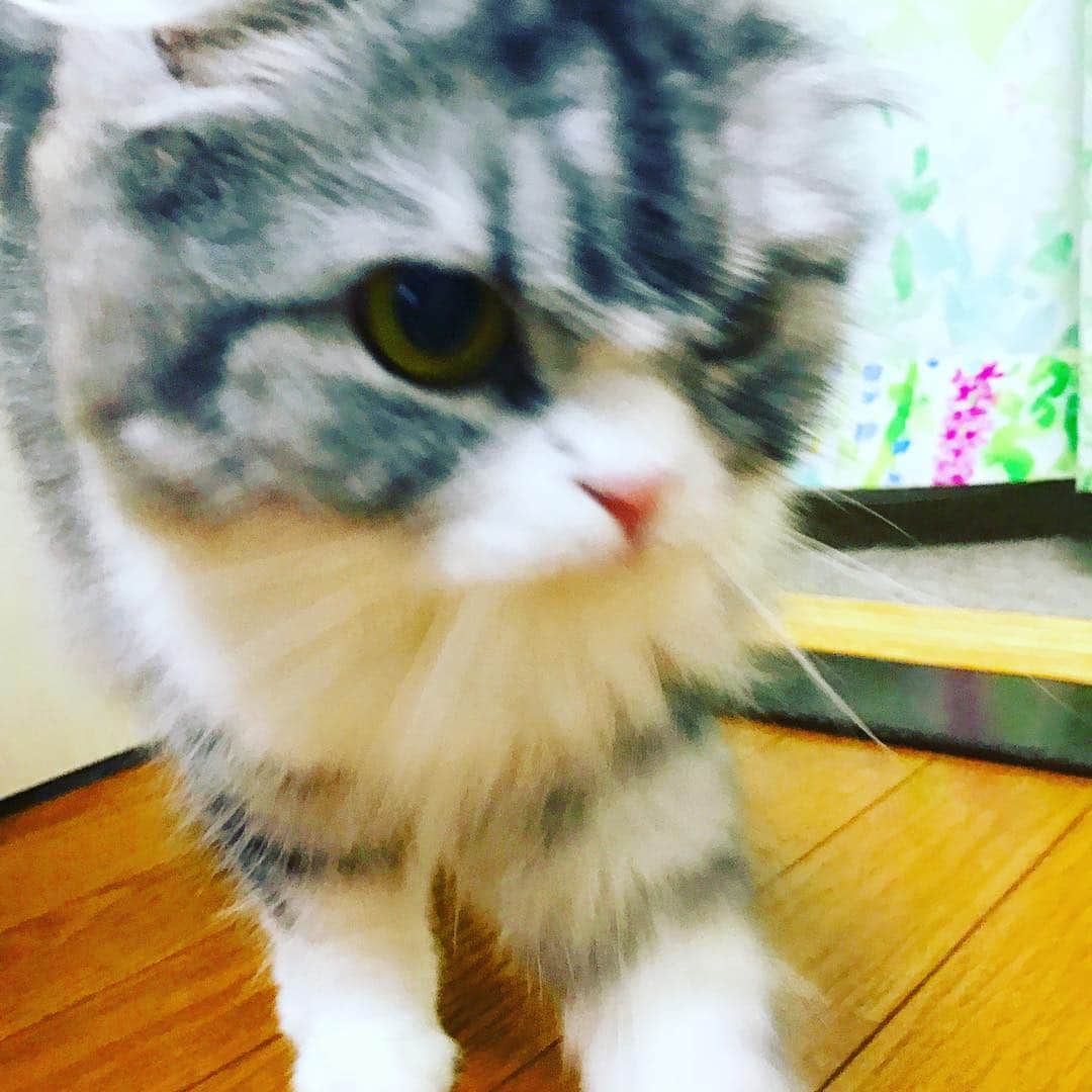 今日マチ子のインスタグラム：「いつもカメラに近寄りすぎる やる気あふれるネルネさん #世界猫の日」