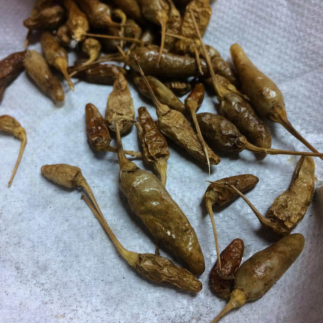 孫六のインスタグラム：「唐辛子ゾンビ  #foodporn #食材 #飯テロ」