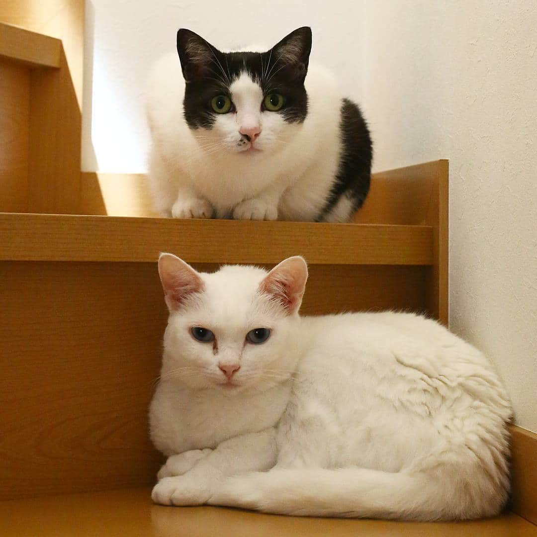 kozuさんのインスタグラム写真 - (kozuInstagram)「* 2017.8.8  モコが調子悪かった時、モコは何故かずっと階段で寝てた💦 何故か、ちびこも一緒に階段で寝てた☺️ 側に居てあげたの？って思う😊 . . .  #ねこ #猫 #白猫 #はちわれ #白黒猫 #しろねこ #はちわれデー #しろくろ #一眼レフ #キャノン #canon #cannon #SLR #blackcat #whitecat #blackandwhitecat #bestmeow #excellent_cats #kittylookbook #チーム夜這い #ペコねこ部 #bestcats_oftheworld #catsofinstagram #ilovemycat #meow #catlover #catoftheday #みんねこ #フロリダのたまちゃん応援隊」8月8日 21時48分 - kozukozu.0510