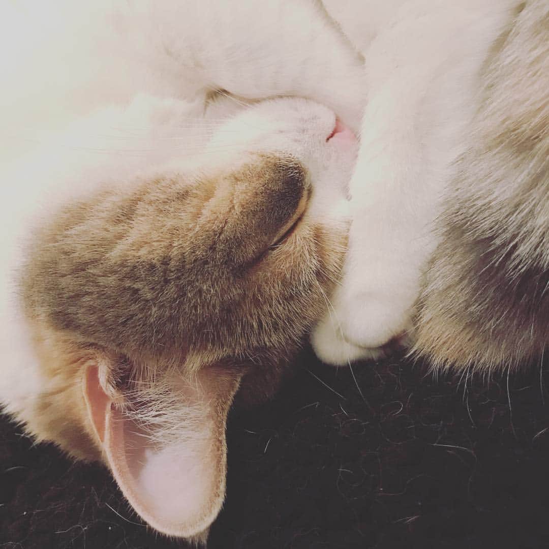高橋みなみのインスタグラム：「8月8日は世界猫の日🐈✨ にゃーにはかつお節をあげました🎁  #世界猫の日  #猫の日 #love  #cute  #catstagram  #cat  #ねこ #ねこすたぐらむ  #ふわもこ部  #マンチカン」