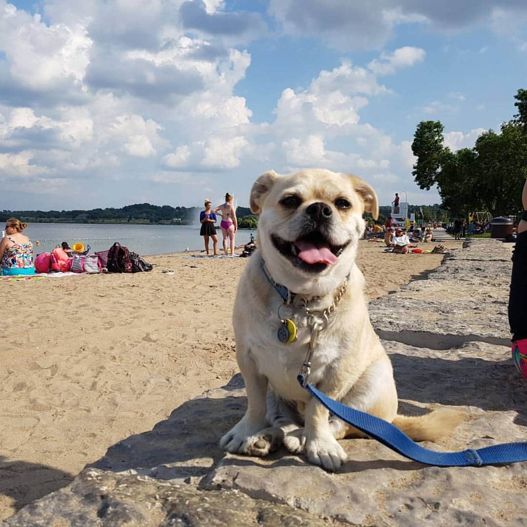 のインスタグラム：「Beach Bum. #tongueouttuesday #tonguesout #tonguesouttuesday #dogsofinstagram #dogs #dog #puppy #cute #pugsofinstagram #pugs #pug #puglife #pugstagram #dailypug #keelyafternoontea #beoncanadianpugs #pugbasement #flatnosedogsociety #nofilter #pugtzu #pugtzucrew #pugtzusofinstagram #pugtzus #woofpackbros #rescue #adoptdontshop #buzzfeedanimals」