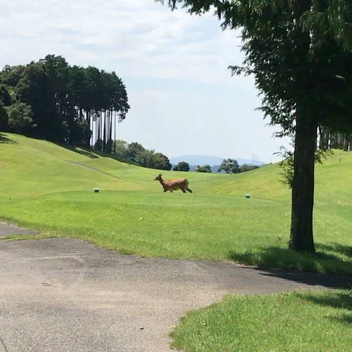 高沢奈苗のグルメインスタ