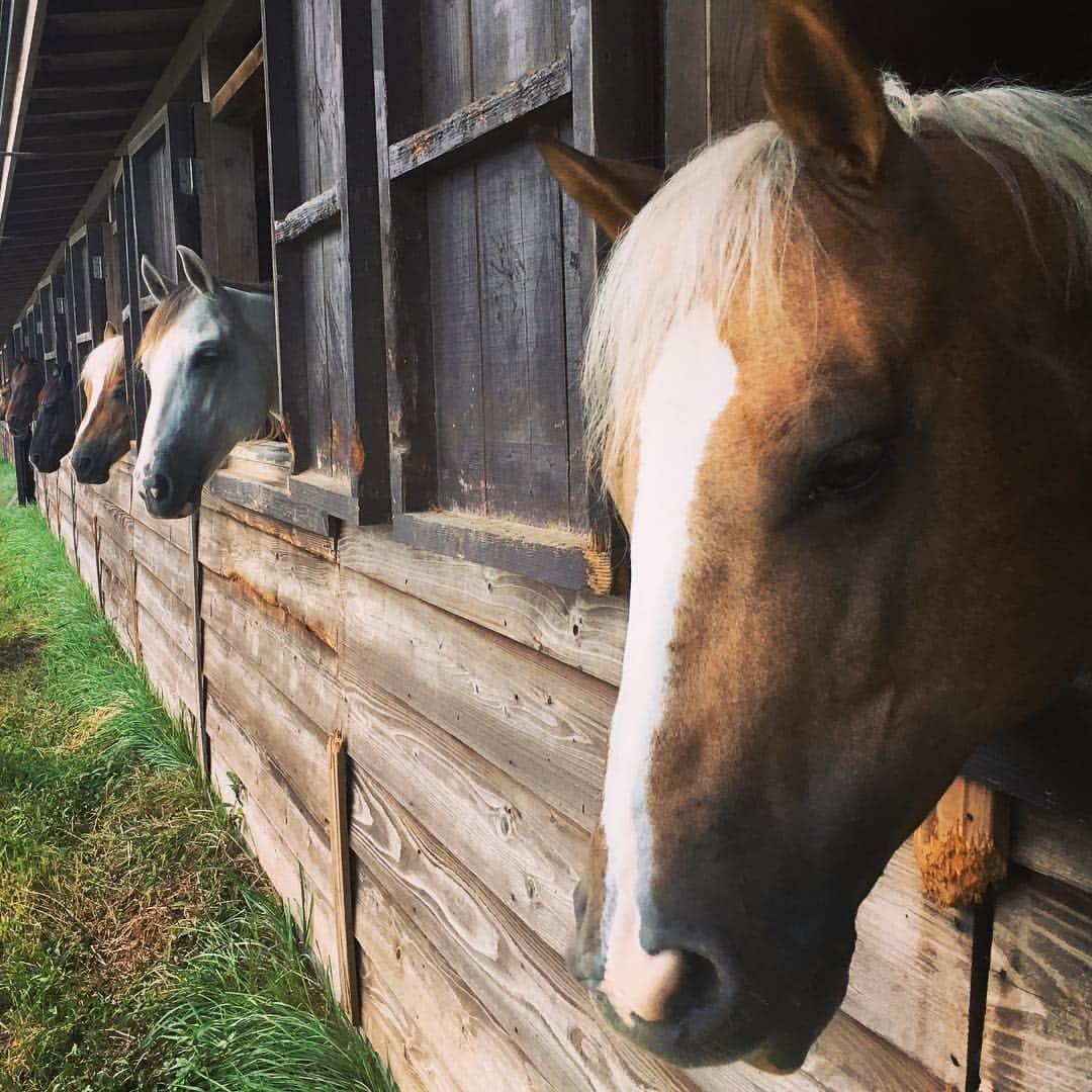 小倉優香さんのインスタグラム写真 - (小倉優香Instagram)「馬ズラッ！  ミニチュアピンシャーがだいすきな私にとって馬はとっても可愛いんです。。 #ミニピン  #馬  #ピンシャー  #ロケーションフォト」8月10日 19時16分 - ogurayuka_official