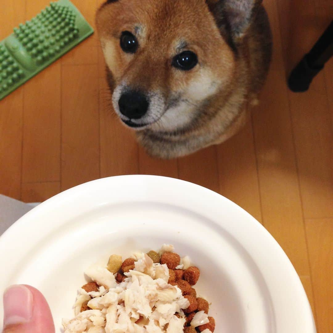 柴犬はなこ Shibainu Hanakoのインスタグラム