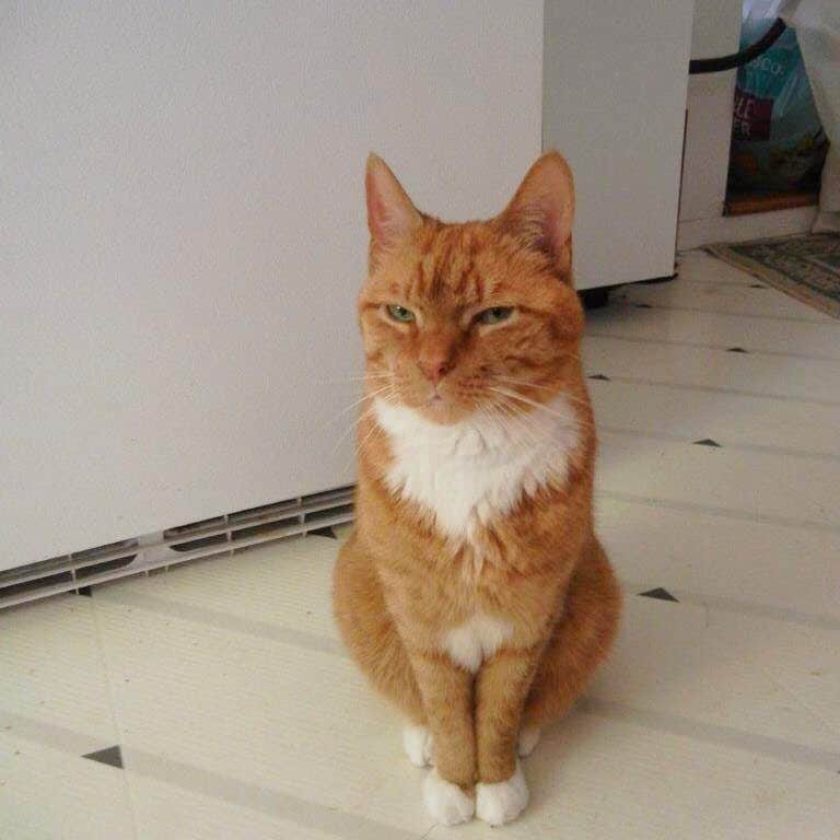 ボボのインスタグラム：「A little birdy told me that Game of Thrones is the best TV show. Hmm..Is this true? 🤔 #gameofthrones #datface #catunimpressed #tabbycat #happyfriday #instacat #catsofinstagram」