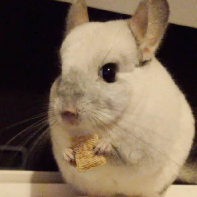 Mr. Bagelのインスタグラム：「Treat for the weekend! #MrBagel #chinchilla #Fryay」