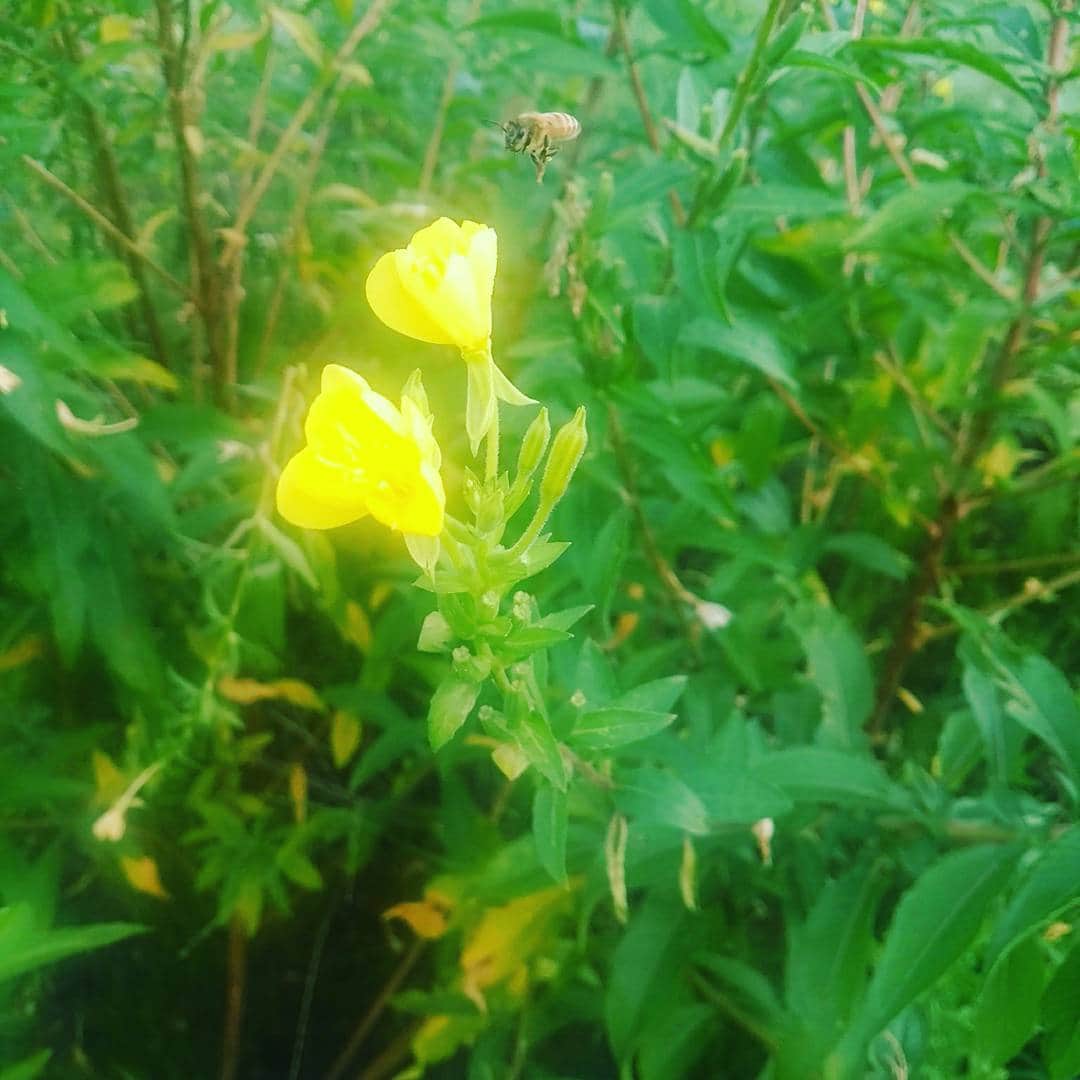 甲斐まり恵さんのインスタグラム写真 - (甲斐まり恵Instagram)「ミツバチさん 美しい花とのコラボ  #ミツバチ #黄色が似合う #瞬間を捉える #美しい」8月12日 9時09分 - marie_kai_0613
