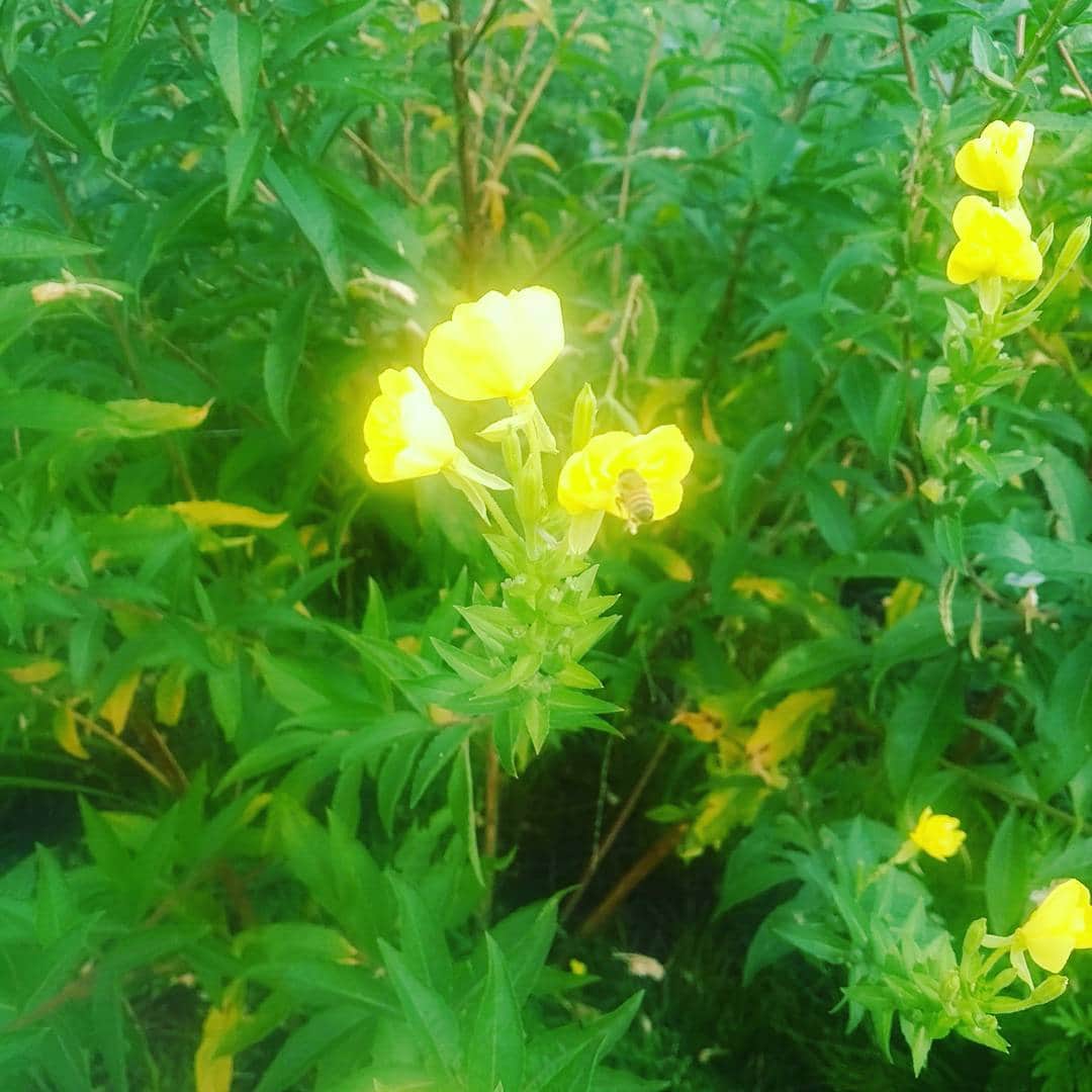 甲斐まり恵さんのインスタグラム写真 - (甲斐まり恵Instagram)「ミツバチさん 美しい花とのコラボ  #ミツバチ #黄色が似合う #瞬間を捉える #美しい」8月12日 9時09分 - marie_kai_0613