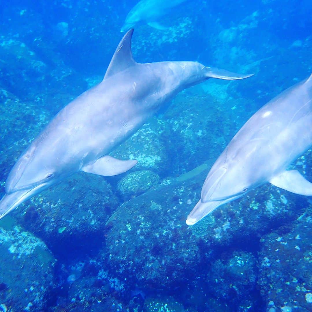 観月ありささんのインスタグラム写真 - (観月ありさInstagram)「自然のイルカと泳いできました🐬 童心にかえりリフレッシュ！たくさん一緒に泳げて素敵な夏の思い出✋️😊 #観月ありさ#イルカ#御蔵島#dolphins #伊豆諸島」8月12日 15時24分 - alisa_mizuki