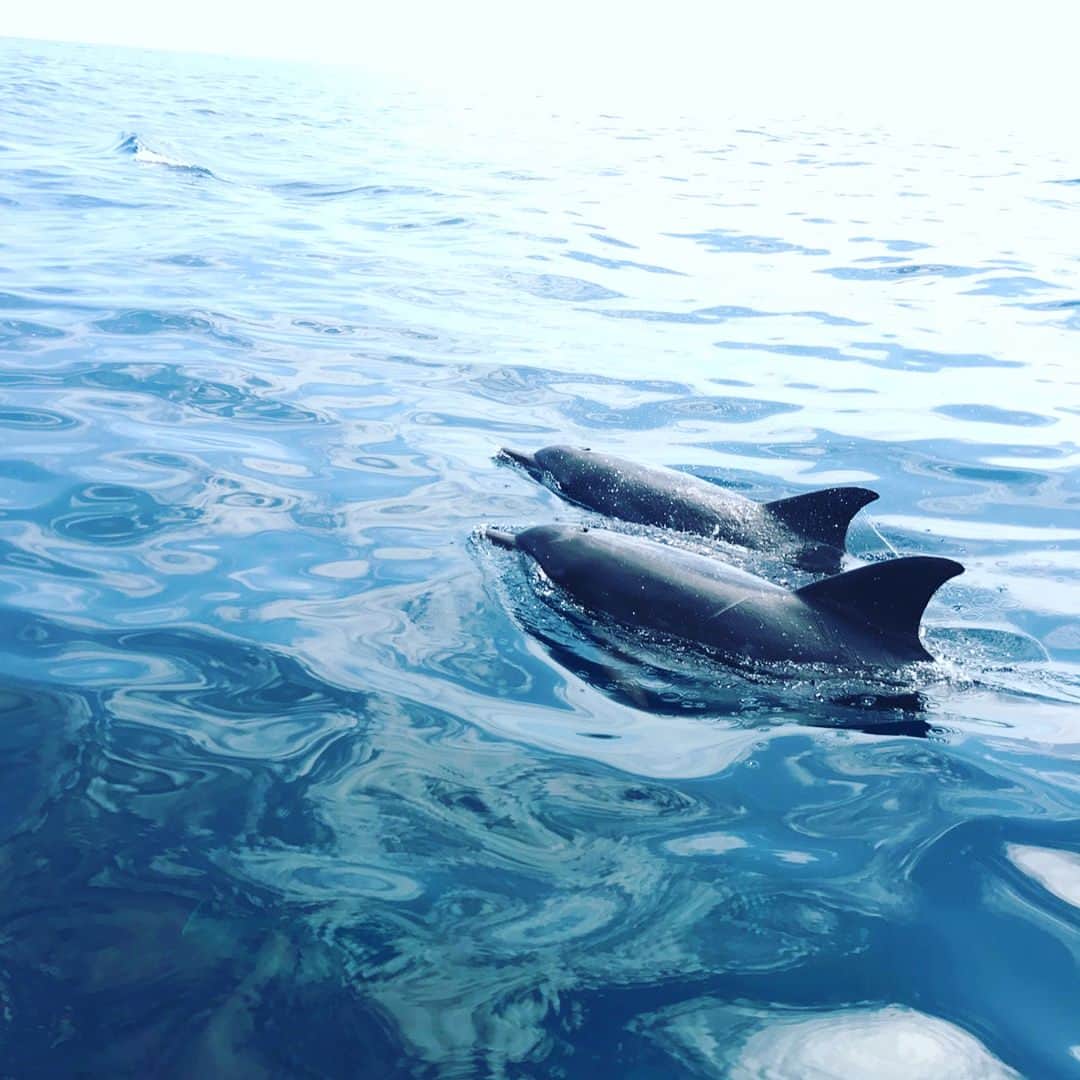 観月ありささんのインスタグラム写真 - (観月ありさInstagram)「自然のイルカと泳いできました🐬 童心にかえりリフレッシュ！たくさん一緒に泳げて素敵な夏の思い出✋️😊 #観月ありさ#イルカ#御蔵島#dolphins #伊豆諸島」8月12日 15時24分 - alisa_mizuki