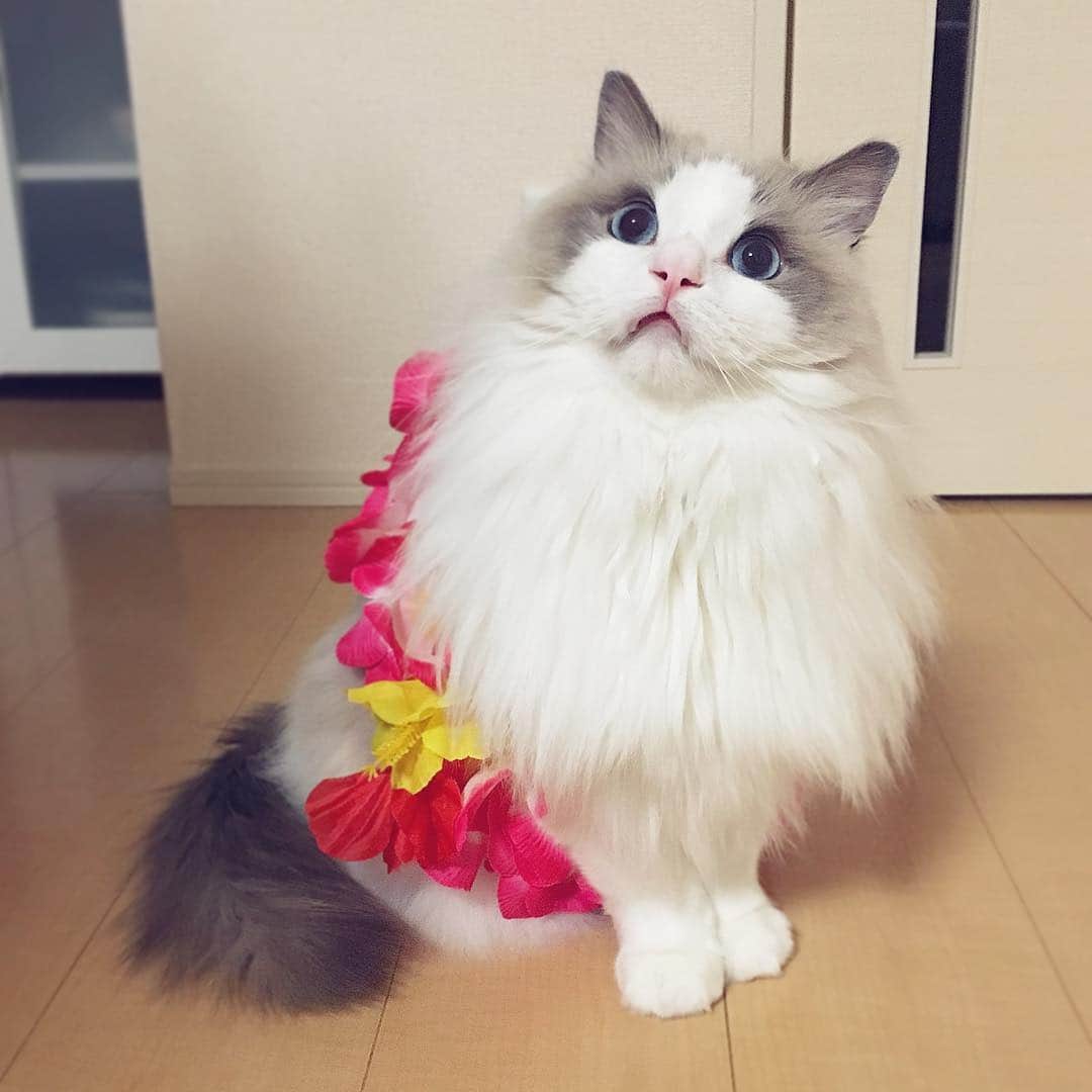 ポテトのインスタグラム：「ぽっちゃんもバカンスの準備は万端にゃっ😎🌺🏝🍹👙🌞 #ragdoll #ragdollcat #ragdollsofinstagram #instaragdoll #instacat #instagramcats #catsofinstagram #catlove #adorable #aww #pet #cat #neko #ラグドール #猫 #ネコ #ねこ #ねこ部」