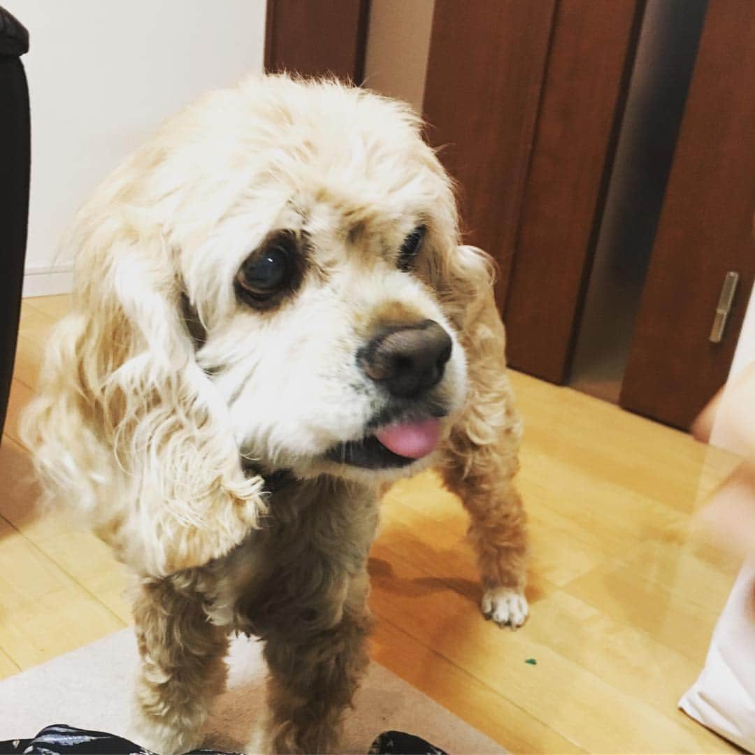 笛木優子のインスタグラム：「誰か〜〜 暗記パン🍞🥐🥖 くらさーい 😭 #暗記パン  #アメリカンコッカースパニエル #アメコ」