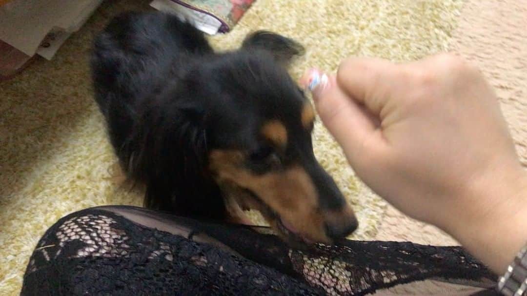 鈴華ゆう子のインスタグラム：「お休みが出来たのでお墓参りに実家へ1日だけ帰省しました。 弟の犬リアちゃんのお手が雑www」