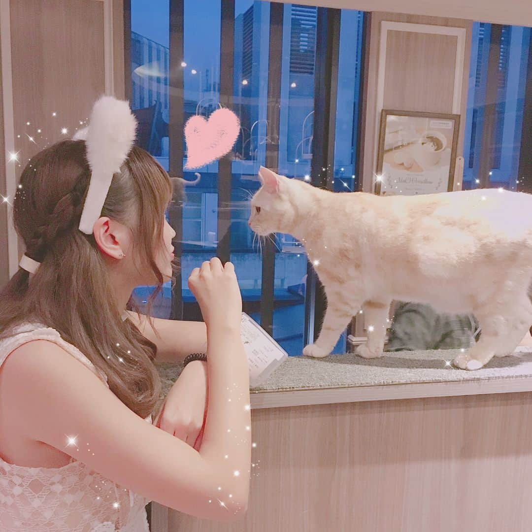 さきぼんさんのインスタグラム写真 - (さきぼんInstagram)「猫カフェMocha渋谷店さんにご招待していただき、行ってきましたฅ^•ﻌ•^ฅ * 実は5月にもきたばっかりで😳💓 リピートしたくなる猫カフェだよ♥ * 猫耳も貸し出してもらえるんだよー！ * onepiece @17kg_official * * #猫カフェmocha #リピートしたくなる猫カフェ #猫ジェニック #もふもふ #猫カフェ #渋谷 #cat #渋谷カフェ」8月14日 22時28分 - sakibon69