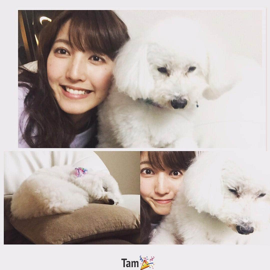 小澤陽子さんのインスタグラム写真 - (小澤陽子Instagram)「G'morning!🌞 ❤️❤️うちの多夢お🐶💓。 『たむ』と申します。  いやがってる？眠そう？笑 #中々カメラ目線してくれない  白のトイプードルです😊 昔は柴犬を飼ってました(;o;)💕 #犬だいすき。  #この小澤は髪がまだ長い時。」8月15日 8時06分 - yoko.ozawa729