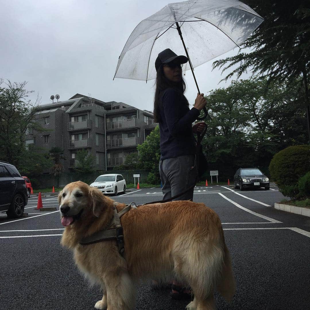 高橋ひとみさんのインスタグラム写真 - (高橋ひとみInstagram)「今日も雨☔️素敵なピンクのカッパを持っているのにいつも着せ忘れるお母さん💦傘も優しいカフェのお姉さんからお借りしました🐶」8月15日 11時32分 - hitomi_momoe