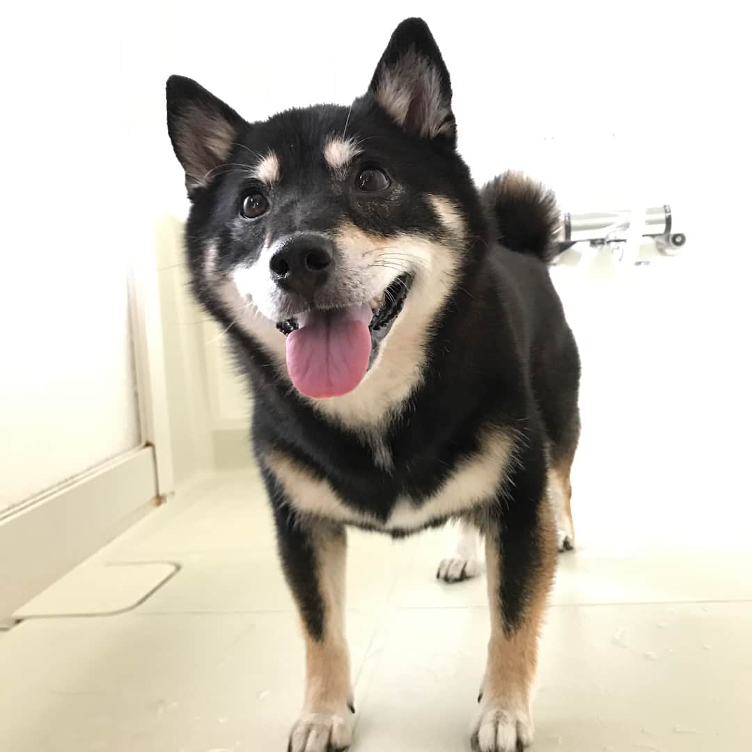 石橋わか乃のインスタグラム：「お散歩が楽しかったおいぬを激写🐕🐾 (これから足をきれいにするところ) . 今日からDrop'sのライブが続くんですね！ 🎸バンド 8/15(火)下北沢CLUB QUE 8/18(金)名古屋HUCK FINN 8/19(土)岡山 PEPPER LAND 8/21(月)KYOTO HUSE 8/30(水)新宿red cloth 🎸弾き語り 8/20(日)大阪LONG WALK . お盆休みの方も多いと思うので Drop'sが気になってる各地方の紳士淑女野郎どものみなさんはこの機会を利用して駆けつけてくれたまえー。🎶 #柴犬#shibainu#dog」