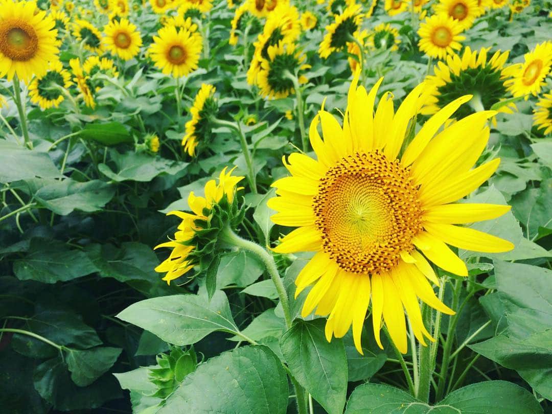 近野成美のインスタグラム：「この前ひまわり畑に行ってきました🌻都内にもこんな素敵所があるんですね♪やっぱり花はいいなぁ〜💕とても元気を貰いました😊  天気が安定しない日が続きますが、皆さん風邪などには気をつけてくださいね。良い1日を♫  #ひまわり畑#夏#太陽#Sunflower#summer#해바라기#여름#ワンピース着たい#ちっちゃいひまわり」