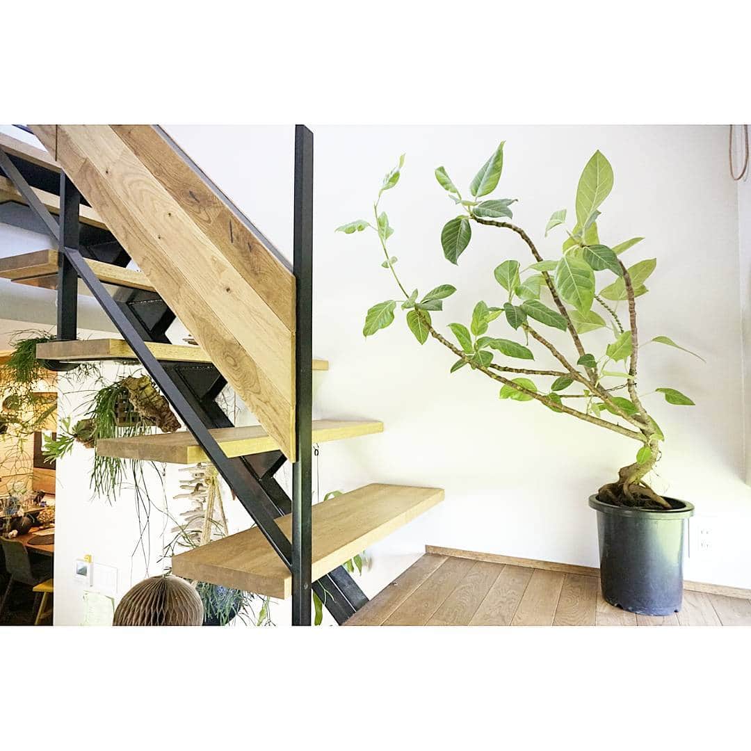 植物のある家さんのインスタグラム写真 - (植物のある家Instagram)「―観葉植物― . 春になると部屋の植物の大半が庭にでてしまい、室内が寂しくなるのでリビング用に . 高さは希望より小さいですが、@ricca_soujya さんで前々から気になっていたフィカスのアルテシーマ . 枝振りが面白くてお気に入り . 成長も早いみたいなので、これからどんどん縦に伸ばしたいと思います . . . ちなみに階段の手すりの落下防止のパネルはDIYです(笑) .  #マイホーム #観葉植物 #植物 #植物のある暮らし #植物のある家 #新築 #注文住宅 #家 #デザイン #インテリア #階段 #家造り #一戸建て #シンプル #新居 #アイアン #アイアン階段 #スケルトン階段 #フィカス #アルテシーマ #フィカスアルテシーマ #オーク #DIY #Instagram#interior #house #인테리어 #室內 #一個房子」9月13日 15時25分 - plusoneline