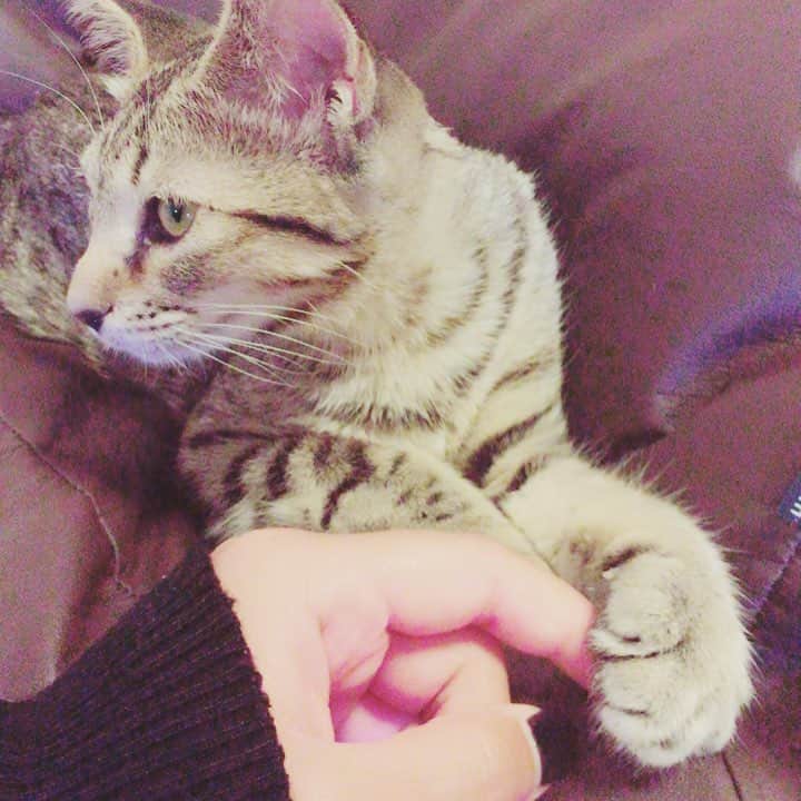 R!Nのインスタグラム：「両想い ツンデレバージョン . . かわいい . #cat #catlover #🐈 #猫 #かわいい #cute #love #inlove #eachother #両想い #子猫 #保護猫 #里親 #募集 #手 #たまらない #元気 #もらいにきた #癒し #healing #like4like #sweet #instapic #instadaily #吉祥寺」
