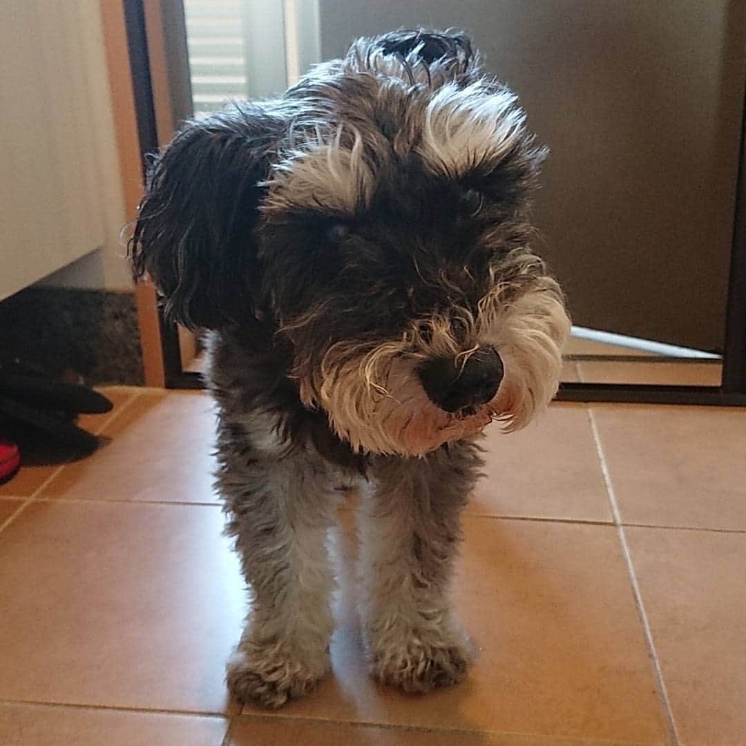 三浦真理子さんのインスタグラム写真 - (三浦真理子Instagram)「🐶💗 #シュナウザー #シュナウザーlove #ミニチュアシュナウザー #しゅなすたぐらむ #犬と暮らす #犬 #愛犬 #dog #dogstagram #老犬 #15歳 #元気いっぱい #長生きしてね ❤#休日 #風になびいて #ファルコン みたい（笑）#スワイプしてね 😄#大好き #男の子 #名前は #ロナウド #可愛い 💖#love #cute #シュナ 🐶💗#miniatureschnauzer #syunauzar #followplease #followme ❤#애견」9月10日 13時43分 - marigram.22
