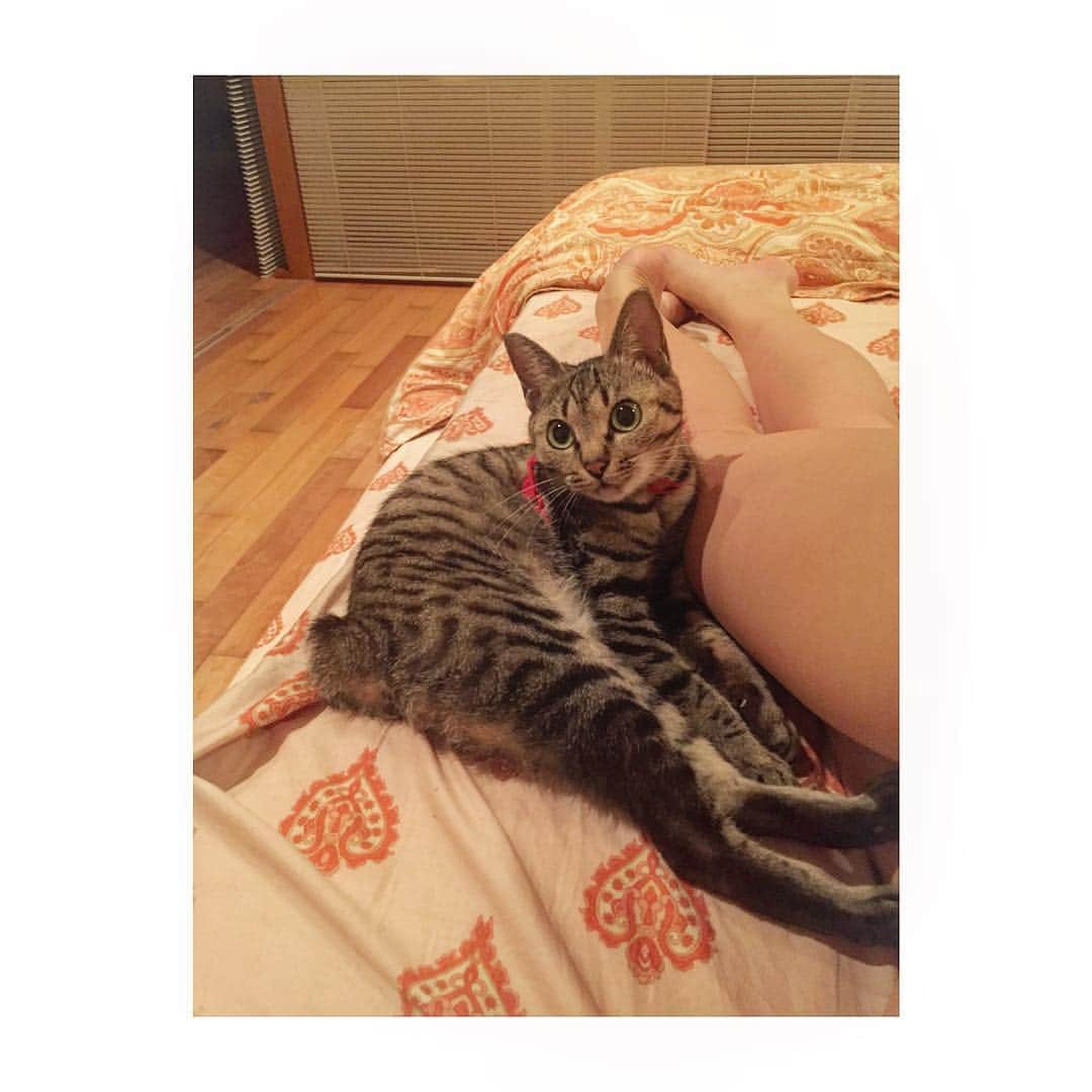 DJ mariennuのインスタグラム：「1匹と1人🐈🐈 膝裏枕にご満悦。 ・ ・ ・ #cat #猫 #膝裏」