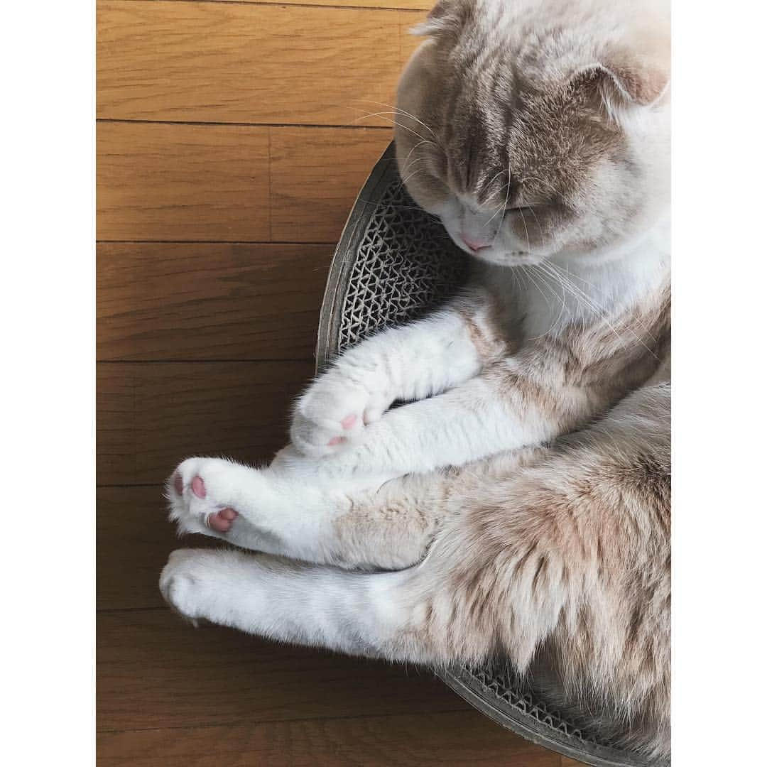 lemongeさんのインスタグラム写真 - (lemongeInstagram)「おはよう🐾 . . . だけど まだ寝ていたい💤 なぁ ぱぴこよ、 代わりに仕事行ってくれないか？ 月曜日来ちゃったね 今日も楽しい1日を . Good morning Have a good day!🐾👋🏼 . 🍋 & 🐈🐈」9月11日 8時13分 - lemoooooonge