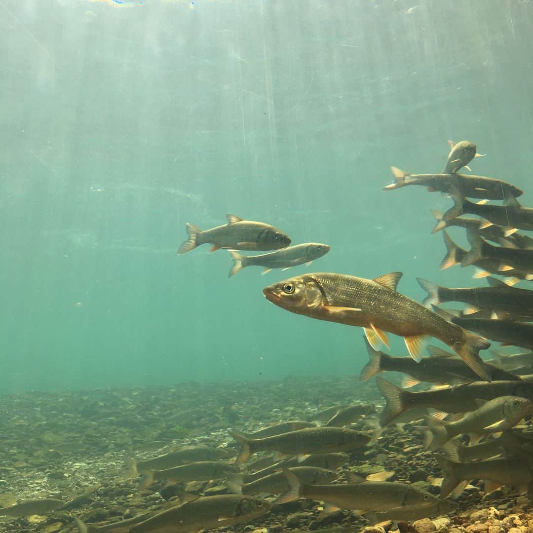 喜多よしかさんのインスタグラム写真 - (喜多よしかInstagram)「お暇な人にどうぞ🐠 お魚当てクイズだよ🐠  #すぐ答え言うよ #考える暇与えないスタイル #1枚目 #ウグイ （たしか） #千歳川の中を覗ける水族館はここだけ！ #リアルな川を除くからお天気や季節によって見え方が違うんだよ #お魚以外の色んな生き物も見れちゃったりするんだよ #ロケ中に打ち合わせたかのように1匹あいつがやってきたよ！ #2枚目 #ししゃも #生きているししゃもを見ることができるのもここだけ☝︎（確か…） #こんな透明感あふれるお魚だったとは知らなんだ #三枚目 #ドクターフィッシュ （自信ある） #補足なし #おしまい🤗 #お魚クイズ #北海道 #札幌 #千歳 #fish #fishfight #野猿」9月11日 15時40分 - yoshika_1002_official