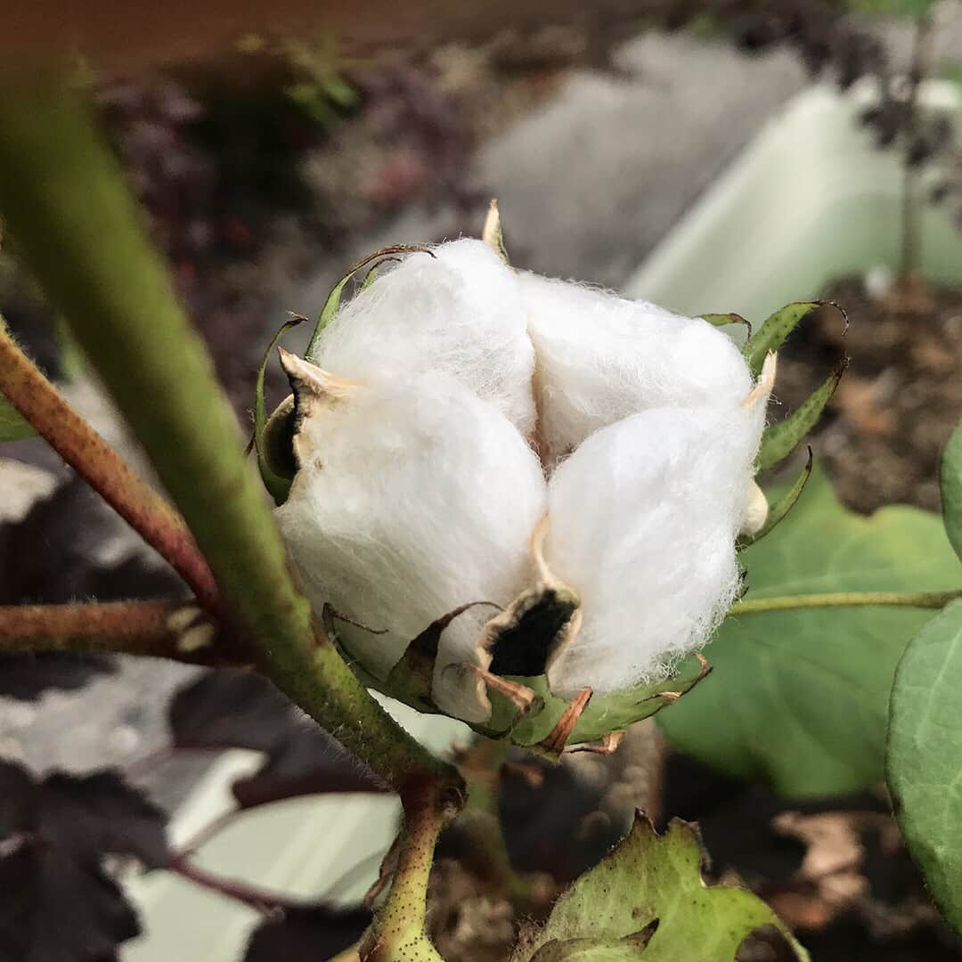 Factelier(ファクトリエ)さんのインスタグラム写真 - (Factelier(ファクトリエ)Instagram)「以前ご紹介した、小林メリヤスさんが育てているコットンの花。あれから2週間がたちコットンボールがはじけ、中から真っ白いふわふわなコットンが姿を見せました。このコットンから糸を紡ぐことで、衣類の材料となるのです。（２枚目は２週間ほど前にご紹介した時の写真）例年に比べて２週間ほど早く、コットンの実がはじけたのだそう。実はこのコットンは種を有害な病害虫や紫外線から守る為のもの。コットンをほぐしていくと、中には小さな種ができています。かわいらしくも、立派に育ったコットンをみていると愛着がわき、つくられた服も大切にしたい、という想いが生まれてきます。 #factelier #ファクトリエ #小林メリヤス #cofucu #老舗 #ニットメーカー #綿花 #コットンボール #栽培 #工場 #madeinjapan #ものづくり #こだわり #factory #職人」9月11日 20時26分 - factelier