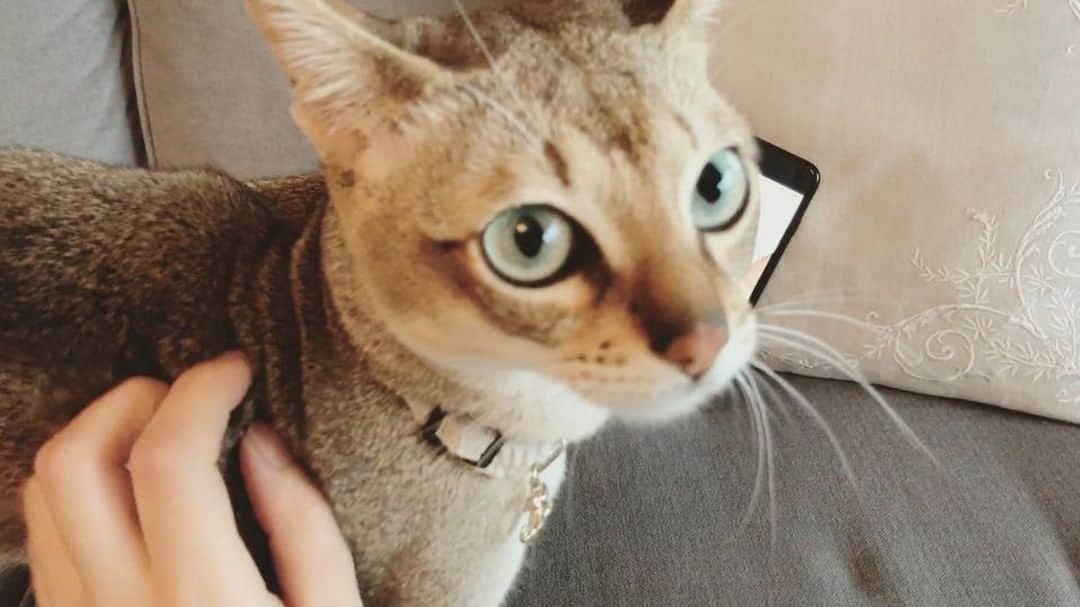 モルト♡Malt(Singapuracat)のインスタグラム：「子猫の鳴き声を聞くと必ずソワソワ💭探して、私たちにもスリスリにゃーにゃー😺🔊💕 パパが、この子可愛いよ〜ってインスタでシンガプーラの赤ちゃんのアカウントを見せてくれて😽💗可愛くて癒されました✨ * @rei.nstagram_ さん勝手に動画撮ってごめんなさい😹🙏🏻 #kitten #meow #cute #baby #catvideo #catmovie #猫動画 #子猫 #仔猫 #母性本能」