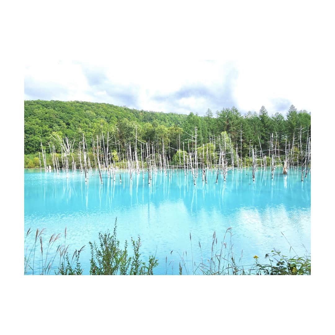 西村笑花さんのインスタグラム写真 - (西村笑花Instagram)「💙 ・ ・ #青い池 (•'-'•) 行ったときは #ターコイズブルー のような色をしてたよ😳 四季によって色も変わるみたいで、 違う季節にも行ってみたいなぁ〜 💙💙💙 #綺麗 #blue #美瑛の青い池 #美瑛 #北海道 #ターコイズ #turquoise #turquoiseblue #pond #bluepond #emika_trip」9月12日 9時54分 - emika_nishimura