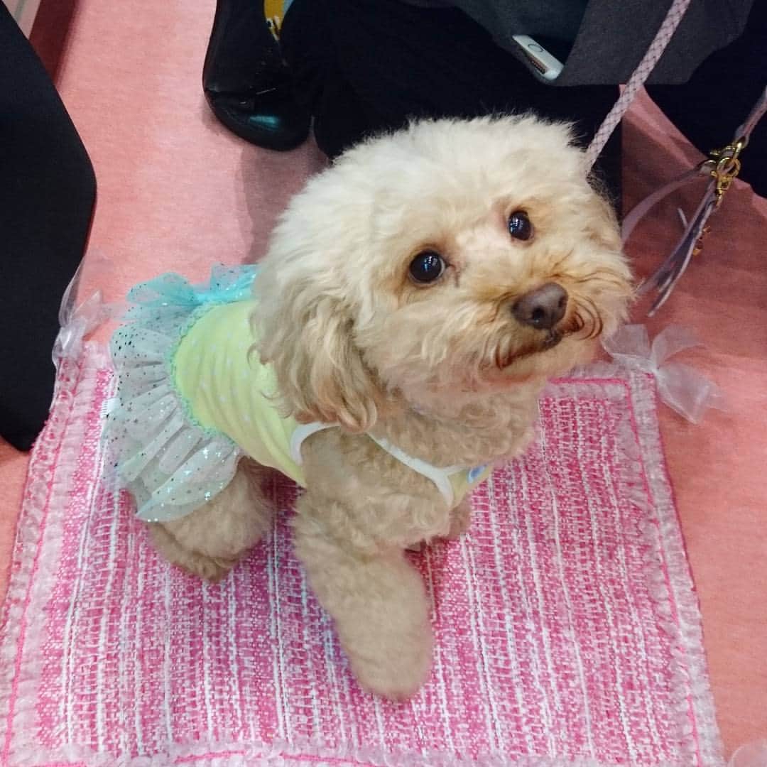 miroir ?miroir(ミロワール)?のインスタグラム：「今日も阪急ハロードッグフェスタが始まりました🐶🌈🎶くるみちゃんが可愛く着てくれました😍💕@hankyuhellodog  #阪急ハロードッグ#阪急梅田#大阪#ハロードッグフェスタ#ミロワール#miroir#ドッグフェスタ#ドッグウェア」