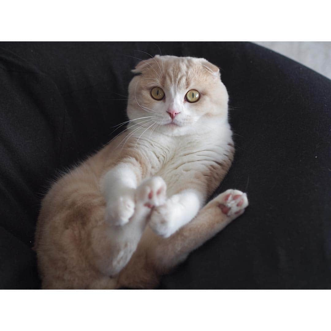 lemongeさんのインスタグラム写真 - (lemongeInstagram)「おはよう🐾 . ＂ねこのてもかりたい＂ って いうけれど あしなら かしてあげてもいいよ？ はい どうぞ🐾 . . . 役には立ちそうもないなら お気持ちだけいただくね 今日も楽しい1日を！ . Good morning and happy humpday!🐪🐾👋🏼 . 🍋 & 🐈🐈」9月13日 8時16分 - lemoooooonge