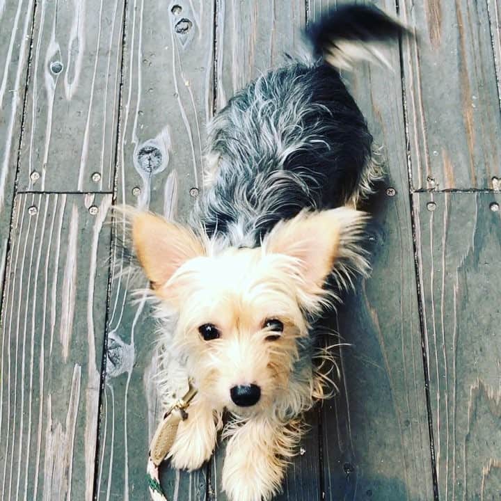 のインスタグラム：「#sitdown #liedown #standup #goodboy #goodjob  #dogmodel #editorialphotography #dog #dogsofinstagram #yorkiesofinstagram #dachshund #doggy #doggie #insta_dogs #instapups #willywonka #followme #ヨーキー #ダックスフント #ダックスフンド #ヨークシャテリア #ハーフ犬 #ミックス犬」
