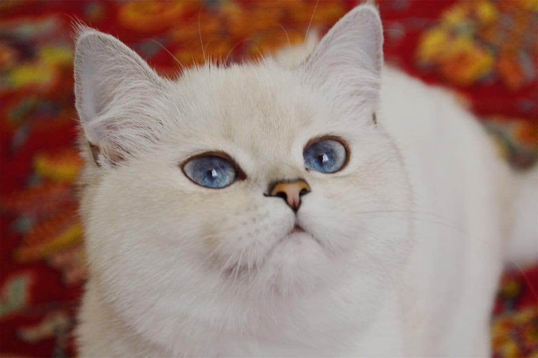 Любители котиковさんのインスタグラム写真 - (Любители котиковInstagram)「Фото @al_lulu_cat  Хочешь попасть к нам на страницу ❓ 👉Отметь свое фото хэштегом #bestcatsinsta  Подписывайся - Subscribe! @ilyaenotov @ilyaenotov @ilyaenotov 🐈🐈🐈🐈🐈🐈🐈🐈🐈🐈🐈🐈🐈🐈🐈🐈🐈🐈🐈🐈🐈🐈🐈🐈🐈🐈🐈 #cat #kitten #kittens #кошка #кошки #котенок #котята #кот #котэ #котейка #котики #neko #katze #gato #gatto #kedi #köttur #kissanpentu #кішка #lovecats #funnycat #catoftheday」8月21日 0時05分 - bestcatsinsta