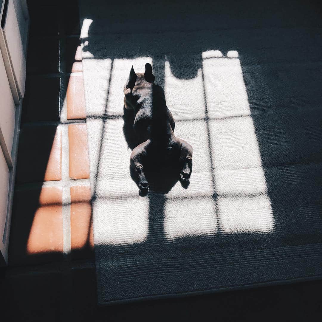 Yokoのインスタグラム：「🎂Happy 9th Bday Yoko! 🎂」
