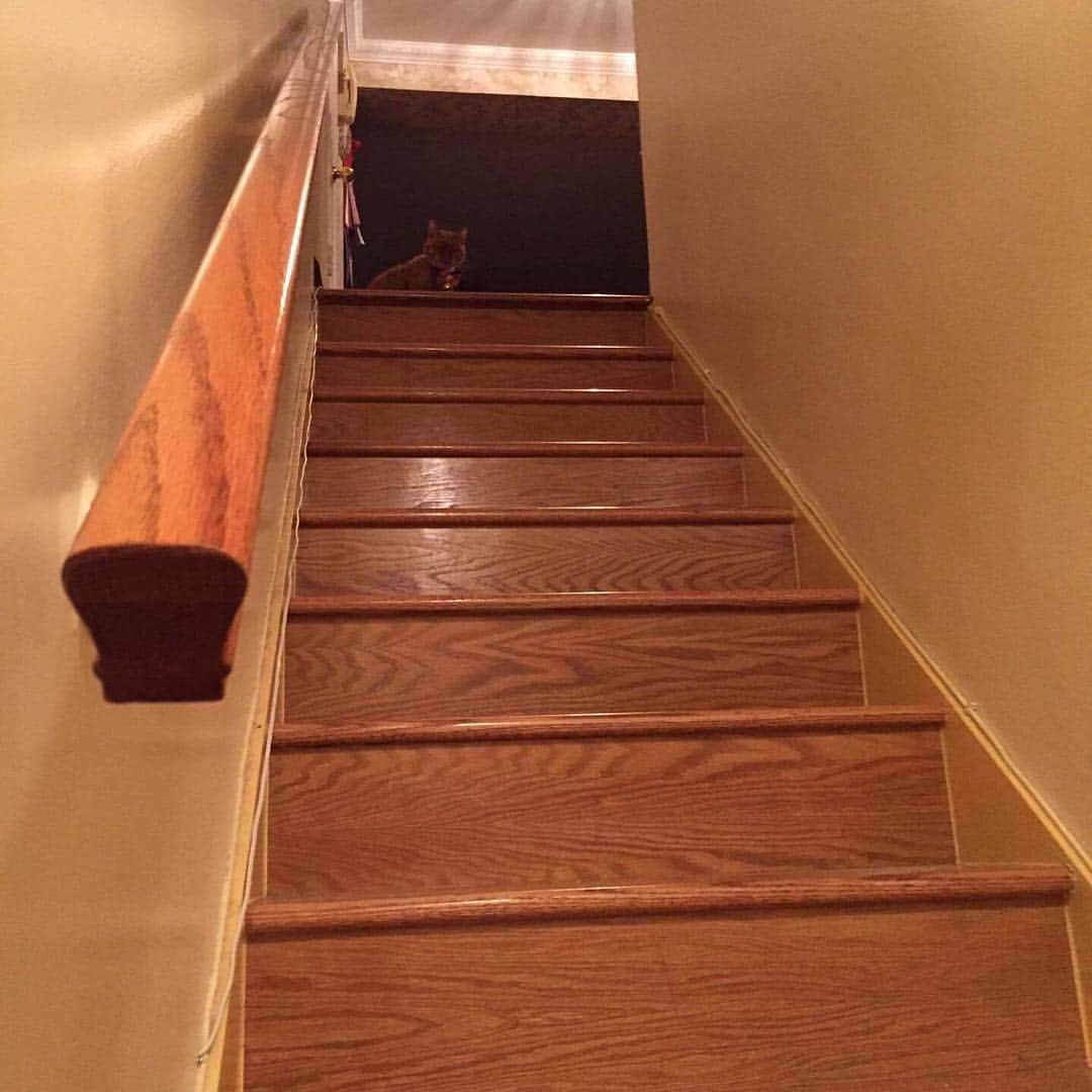 ボボのインスタグラム：「So.. welcome home? 😶 #whosthere #heardnoises #catsofinstagram #tabbycat #sunday #catdetective」