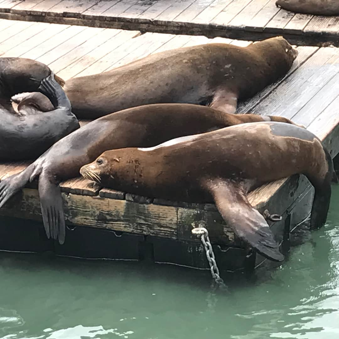 大西蘭さんのインスタグラム写真 - (大西蘭Instagram)「サンフランシスコの観光地ピア39には野生のアシカがいっぱい！ 野生のアシカを見たのは初めてだったので大興奮でした😆 気持ちよさそうに寝ている姿はとても可愛い💕 #ピア39 #野生のアシカ #アシカ #ゴールデンゲートブリッジ #サンフランシスコ #クルーズ #カリフォルニア #金門橋 #sanfrancisco #goldenbridge #nottoday #california #goldengatebridgecruise #sealions #wildsealions #pier39 #wildanimals」8月21日 9時11分 - onishiran