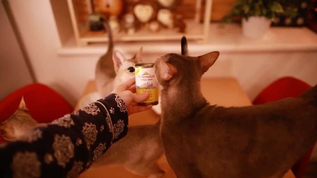 jill&titi&luna&lillyのインスタグラム：「☆☆ お久しぶりです(♡˙︶˙♡) なんか動画がチカチカ〜😰 ☆ ☆  #猫  #にゃんこ  #関東にゃんこ部  #アビシニアン  #ロシアンブルー  #シンガプーラ  #catsofinstagram  #cats  #catstagram  #russianblue  #singaporecat  #singapore  #abissinian  #catlovers  #ねこ部  #ペコねこ部  #写真好きな人と繋がりたい  #カメラ好きな人と繋がりたい  #フィルター越しの私の世界  #一眼レフ  #シンガプーラ  #アビシニアン  #ロシアンブルー  #ねこまみれ  #にゃんすたぐらむ  #ねこ部  #ふわもこ部  #ファインダー越しの私の世界  #pecon」