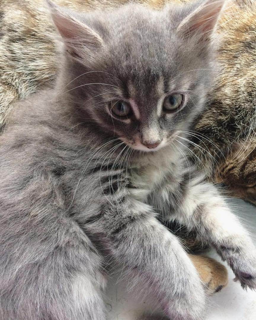 Любители котиковのインスタグラム：「Фото @fashelena  Хочешь попасть к нам на страницу ❓ 👉Отметь свое фото хэштегом #bestcatsinsta  Подписывайся - Subscribe! @ilyaenotov @ilyaenotov @ilyaenotov 🐈🐈🐈🐈🐈🐈🐈🐈🐈🐈🐈🐈🐈🐈🐈🐈🐈🐈🐈🐈🐈🐈🐈🐈🐈🐈🐈 #cat #kitten #kittens #кошка #кошки #котенок #котята #кот #котэ #котейка #котики #neko #katze #gato #gatto #kedi #köttur #kissanpentu #кішка #lovecats #funnycat #catoftheday」